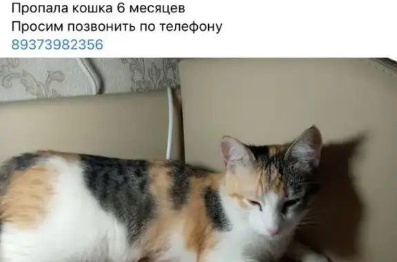 Пропала кошка, Дворцовая пл., СПб