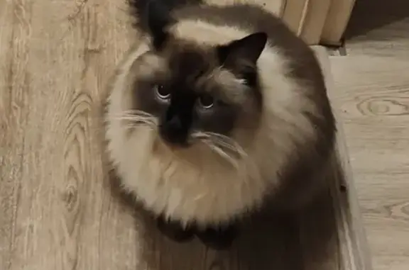 Кошки потеряшки, Санкт-Петербург, фото: Потеряшка кошка, Петергофское шоссе, СПб