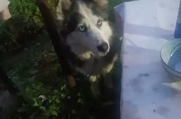 Найдена собака, , фото: Собака найдена: Туношна — Бурмакино