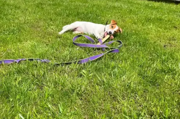 Собаки потеряшки, Лазаревское, фото: Потеряшка собака, Лазаревское, Крым