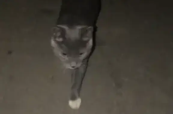 Пропала кошка на ул. Шолом-Алейхема, 80