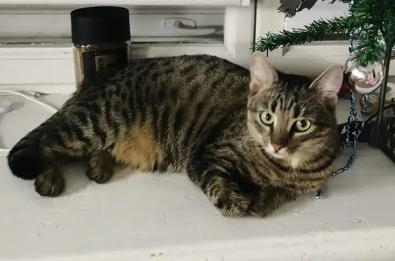 Потерянные животные Сарапул, фото: Пропала кошка, ул. Калинина, 14, Сарапул