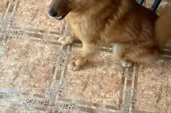 Собаки потеряшки, Великоустюгский муниципальный округ, фото: Потеряшка собака, рыжий кобель, Вологда