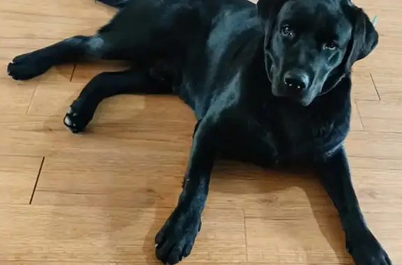Найдена чёрная собака на Ленина 52, Чита