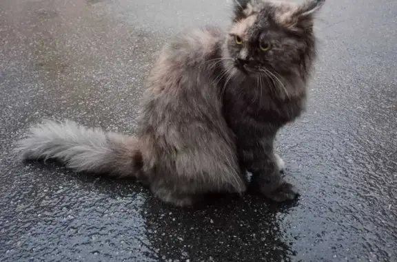 Найдена кошка, Санкт-Петербург, фото: Найдена кошка, Английский пр., 51, СПб