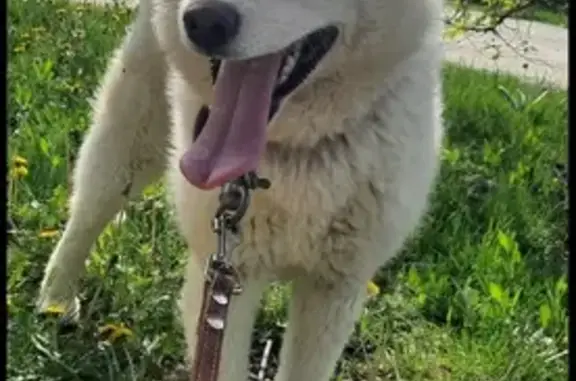 Пропала собака в Трудобеликовском, Краснодарский край