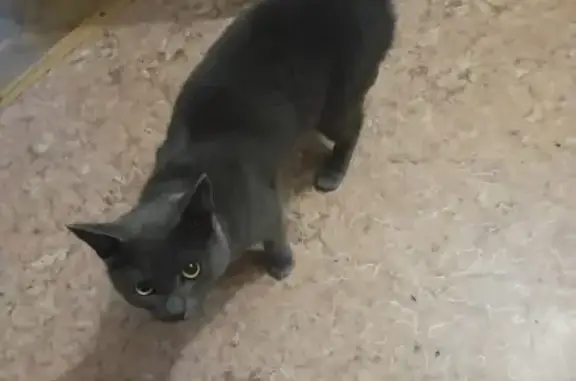 Найдена кошка, Юнг Прикамья 25, Пермь