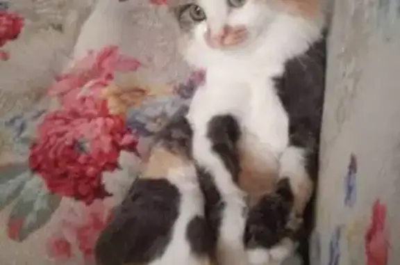 Потерянные животные Набережные Челны, фото: Пропала кошка Лиза, Набережные Челны, 20/07