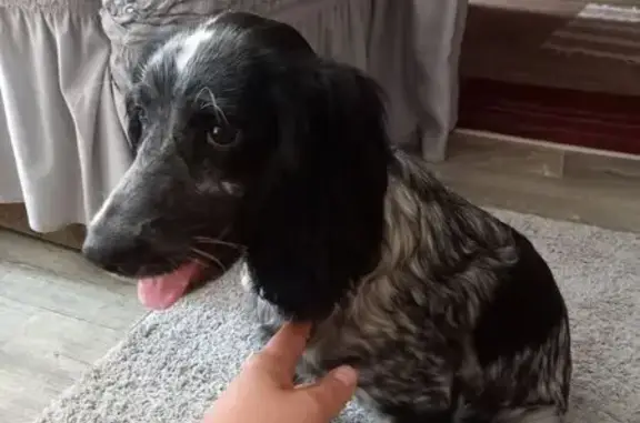 Найдена собака, , фото: Найдена собака, ул. Производственная 2В, Лысцево