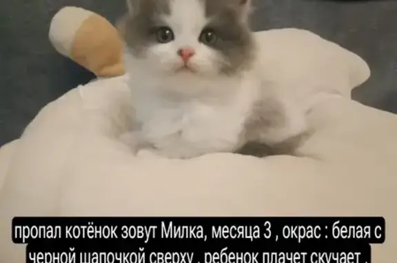 Пропала кошка, Московская ул., 24, Обнинск