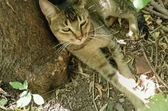 Найдена кошка на Новомытищинском проспекте