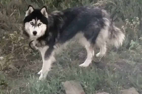Найдена собака в Долгом Буераке, Саратовская обл.