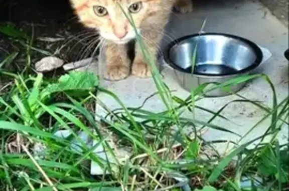 Найдена кошка, Курбское сельское поселение, фото: Найден котёнок в СНТ, Ярославль, 78Н-0977