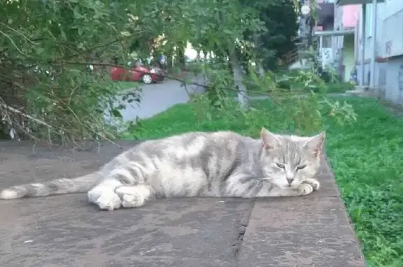 Пропала кошка на Новомосковской, 27, Тула