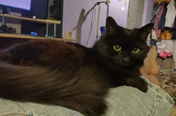 Кошки потеряшки, Санкт-Петербург, фото: Потеряшка кошка, Гаванская ул. 3, СПб