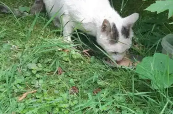 Кошка найдена у парка Царицыно, ул. Баженова