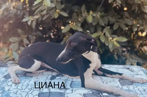 Пропала собака Уиппет на улице Ермака, Крым
