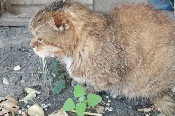 Найдена кошка, Киевская ул., 15, Керчь