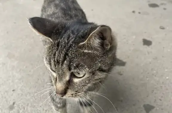Найдена кошка, улица Левитана, 16, Иркутск