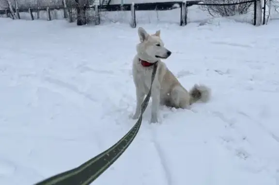 Пропала собака в Новокузнецке, помогите!