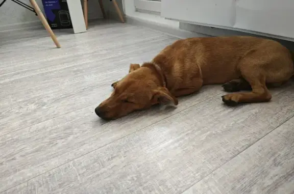 Найдена собака на ул. Аверкиева, Краснодар
