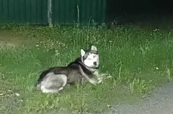 Найдена собака, Московская область, фото: Собака хаски найдена в ДНП Солнечный, МО