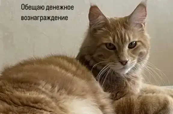 Пропала кошка Майк, Московская 76, Канск