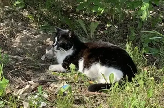 Беременная кошка найдена: Придорожная аллея, 2