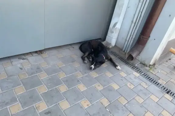 Найдена собака, Пушкинская 102, Ростов-на-Дону