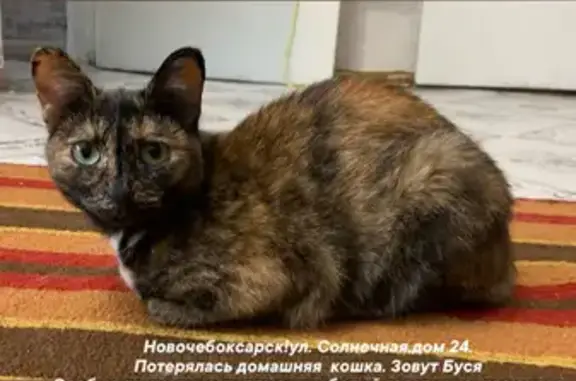Пропала кошка Буся, Солнечная ул., 24, Новочеб.