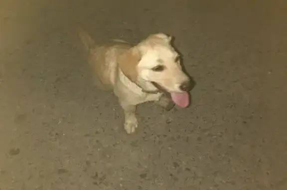 Найденные животные Экспериментальный сельсовет, фото: Найдена собака, ул. Цветаевой, Экспериментальный