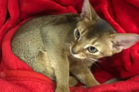 Кошки потеряшки, Смоленск, фото: Потеряшка кошка Ирис, ул. Дзержинского, 21