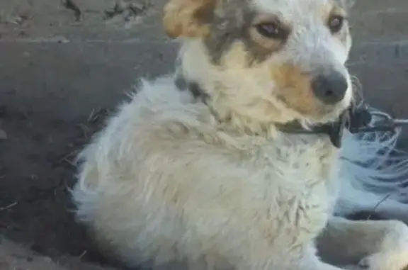 Пропала собака на Подгорной улице, Атамановка