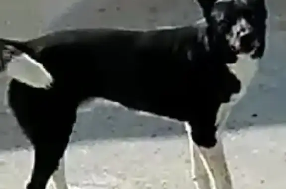Пропала собака, Улан-Удэ, Бурятия