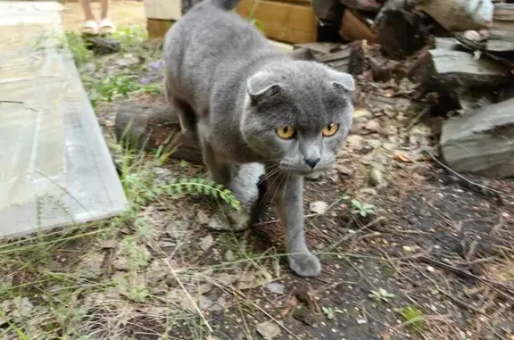 Найден серый котик, Байрамгулово, Аргази