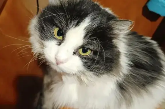 Кошки потеряшки, Курск, фото: Потеряшка кошка, Краснознамённая ул., 9А, Курск