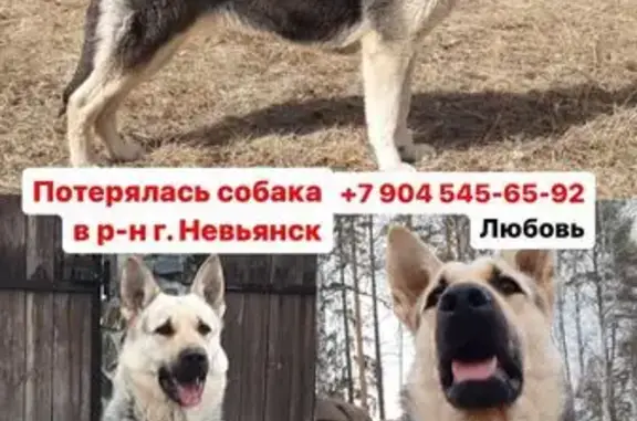 Пропала собака в Невьянске! Тел. +7 904 545-65-92