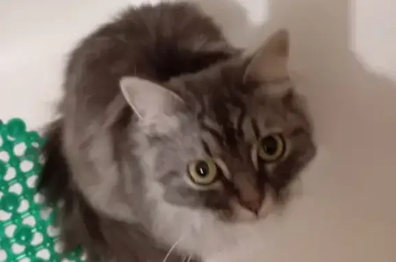 Кошки потеряшки, Липецк, фото: Потеряшка кот Серый, 9 мкр, дом 21, Липецк