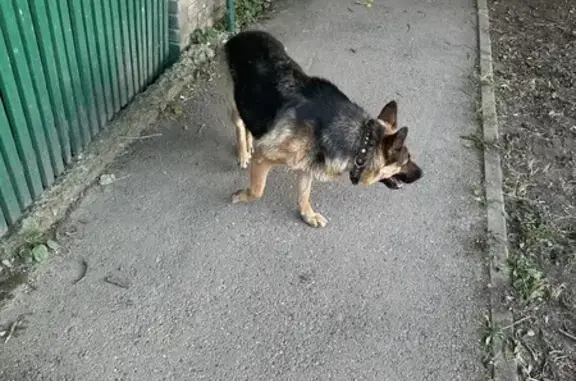 Найдена собака на Огородной, 14В, Пятигорск