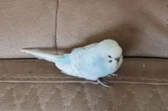 Пропала птица, Тольятти, б-р Ленина, 21