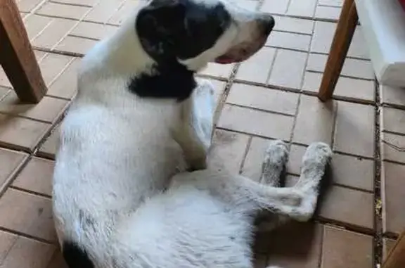 Найден щенок алабая, ул. Шевченко, Апрелевка
