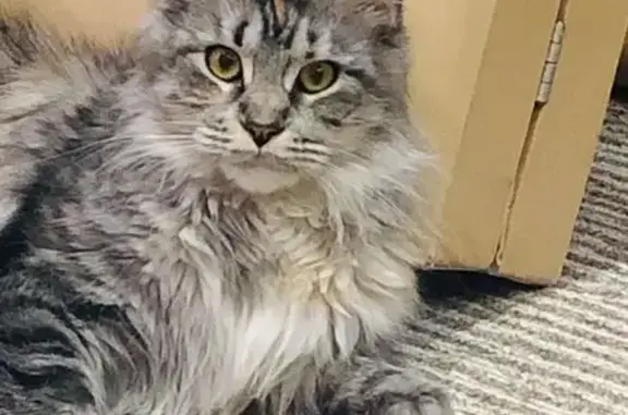 Объявления о пропавших и найденных животных, Ишим, фото: Пропала кошка на Карла Маркса, 37Б