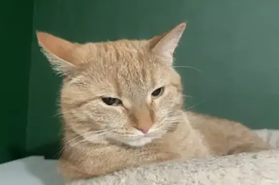 Кошки потеряшки, Санкт-Петербург, фото: Потеряшка рыжая кошка, пр. Жукова, СПб