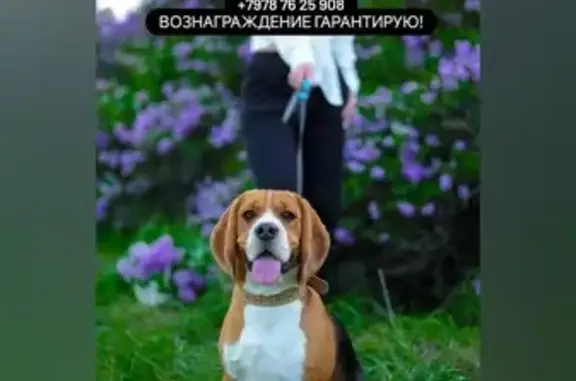 Пропала собака в селе Морское, Крым