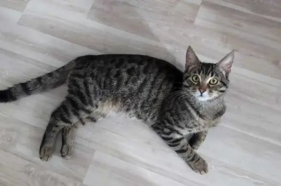 Найдена кошка, ул. Черняховского, Москва