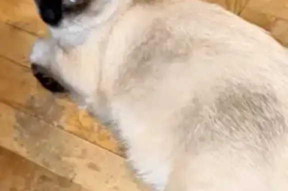 Кошки потеряшки, Большесальское, фото: Потеряшка кошка, ул. Содружества, Ростов-на-Дону