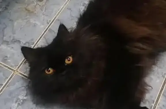 Кошки потеряшки, Совхозный сельсовет, фото: Потеряшка кошка, Совхозный сельсовет, 50Н-0819