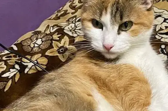 Кошки потеряшки, Красноярск, фото: Потеряшка кошка, ул. Тимошенкова, 70