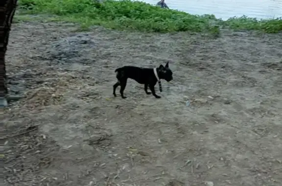Найдена собака, Боевая ул., 72Б, Астрахань