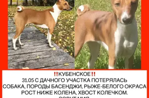 Пропала собака в Кубенском, Вологда
